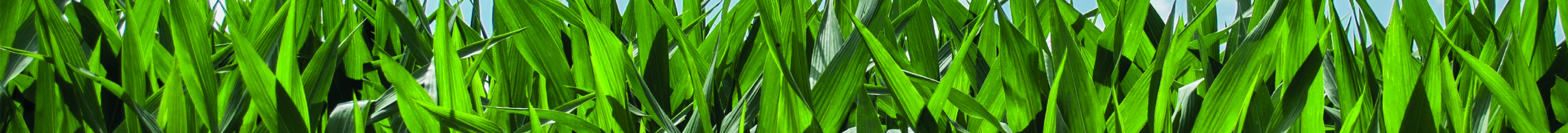 Banner portafolio Diabonos